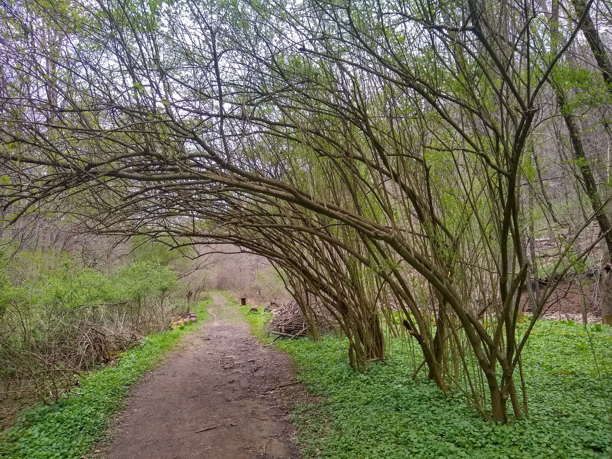 A path in the woods. The trees on one side of the path create an arch over the path. Buds are emerging on the trees.