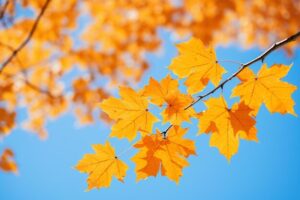 Yellow leaves with a blue sky behind the leaves