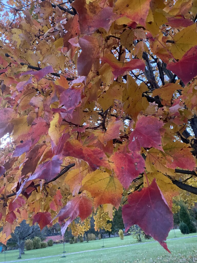 Pink, gold and yellow leaves on a maple tree in autumn